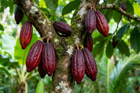 cocoa
