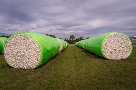 cotton